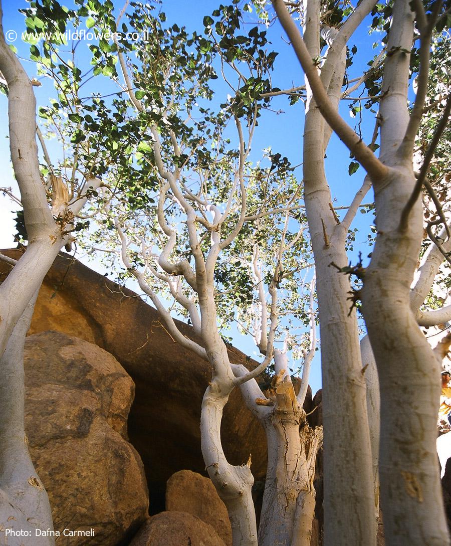 Ficus palmata